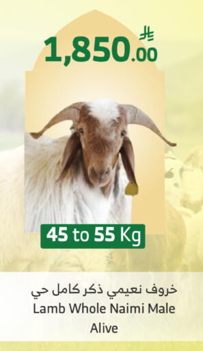 available at الراية in مملكة العربية السعودية, السعودية, سعودية - الطائف