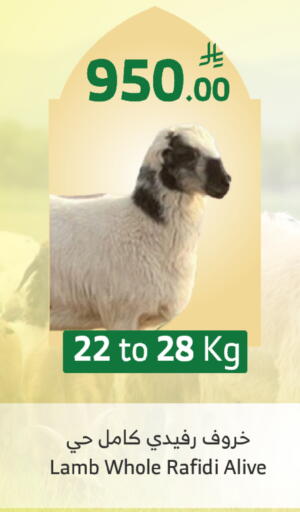 available at الراية in مملكة العربية السعودية, السعودية, سعودية - الطائف