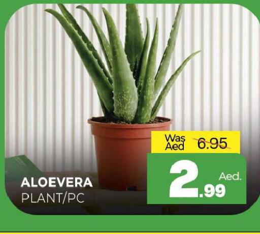 available at المدينة in الإمارات العربية المتحدة , الامارات - الشارقة / عجمان