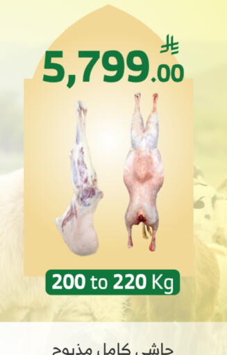 available at الراية in مملكة العربية السعودية, السعودية, سعودية - أبها