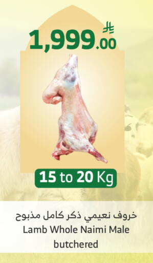available at الراية in مملكة العربية السعودية, السعودية, سعودية - الطائف