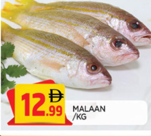 available at المدينة in الإمارات العربية المتحدة , الامارات - الشارقة / عجمان