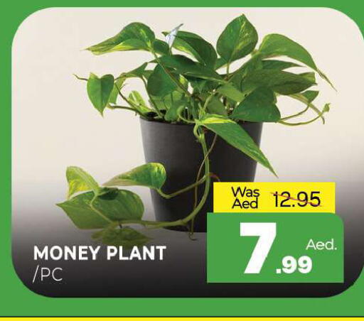 available at المدينة in الإمارات العربية المتحدة , الامارات - الشارقة / عجمان