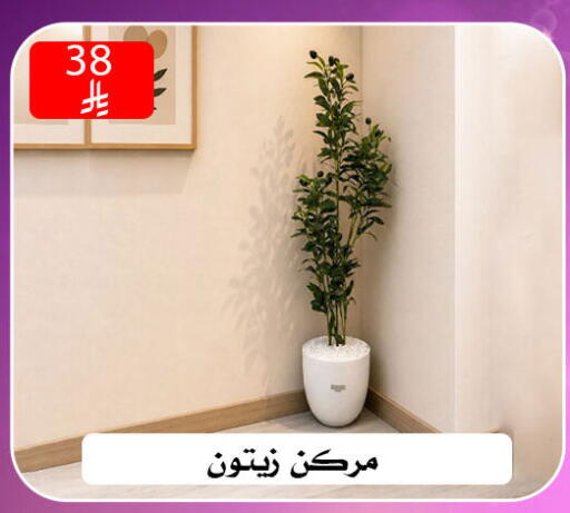 available at ركن العائلة in مملكة العربية السعودية, السعودية, سعودية - الرياض