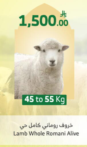 available at الراية in مملكة العربية السعودية, السعودية, سعودية - الطائف
