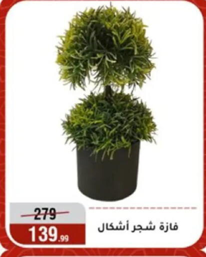 available at المرشدي in Egypt - القاهرة