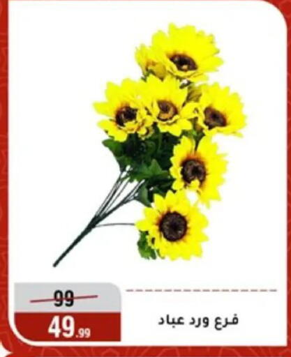 available at المرشدي in Egypt - القاهرة