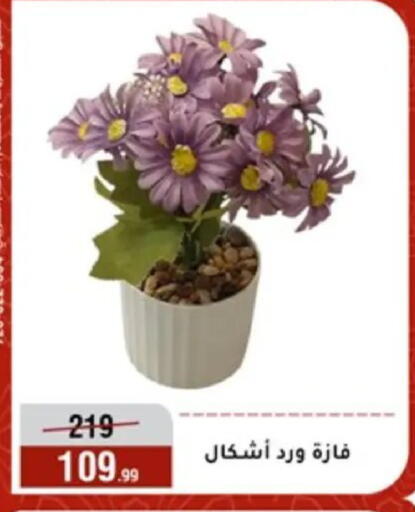 available at المرشدي in Egypt - القاهرة