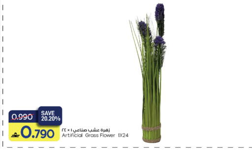 available at مارك & سايف in عُمان - مسقط‎