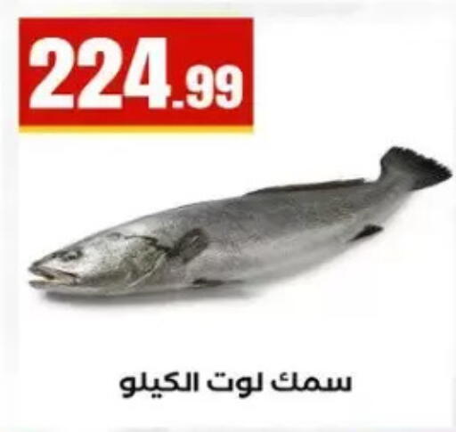 available at المحلاوي ستورز in Egypt - القاهرة