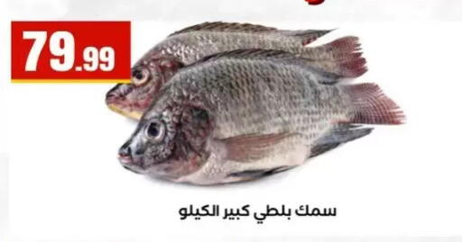 available at المحلاوي ستورز in Egypt - القاهرة