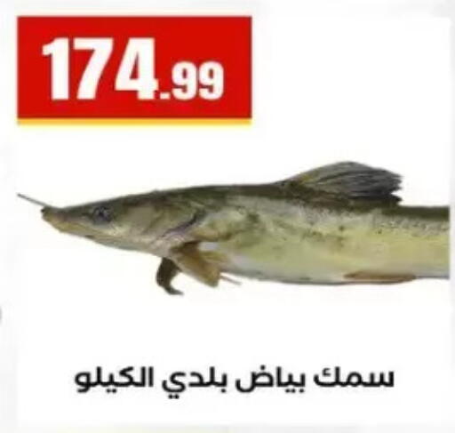 available at المحلاوي ستورز in Egypt - القاهرة