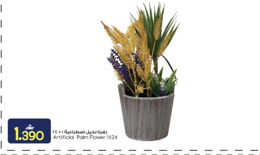 available at مارك & سايف in عُمان - مسقط‎