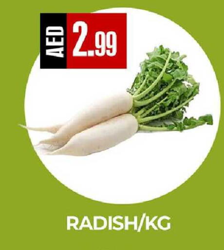 Radish available at  RIVIERA SUPERMARKET L.L.C in UAE - Abu Dhabi