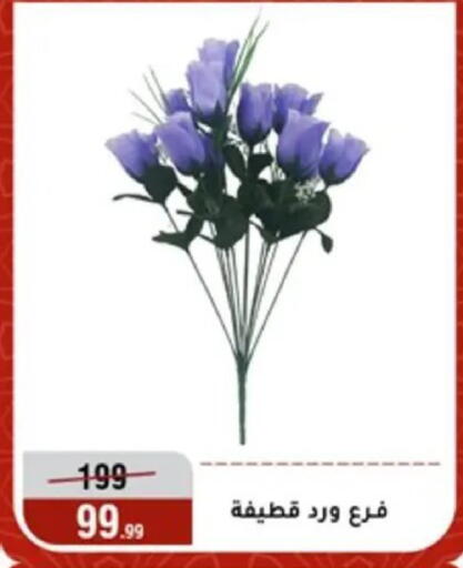 available at المرشدي in Egypt - القاهرة