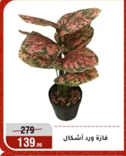 available at المرشدي in Egypt - القاهرة
