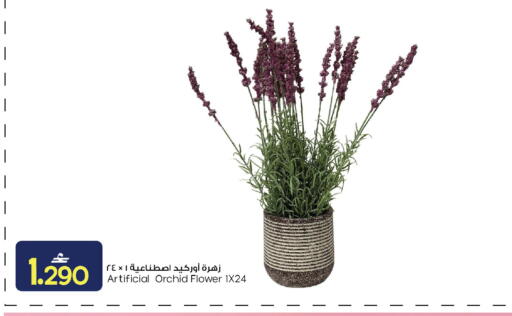available at مارك & سايف in عُمان - مسقط‎