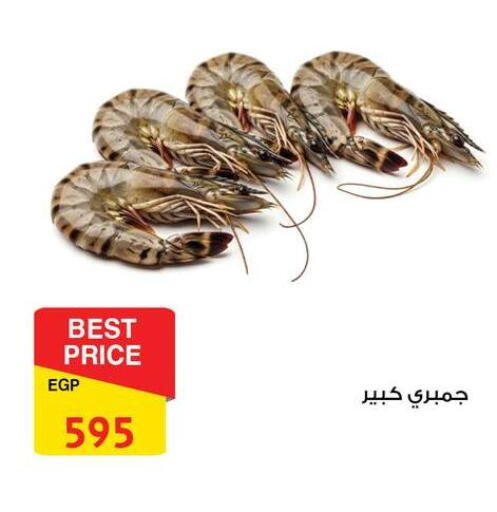 available at فتح الله in Egypt - القاهرة