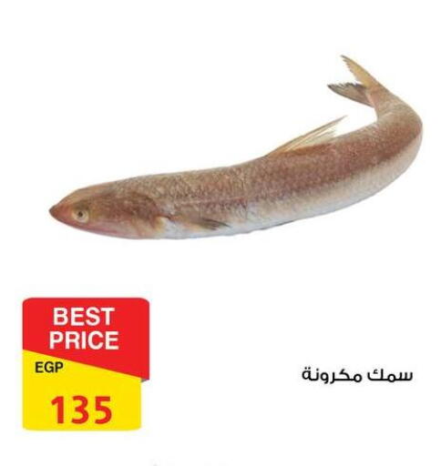 available at فتح الله in Egypt - القاهرة