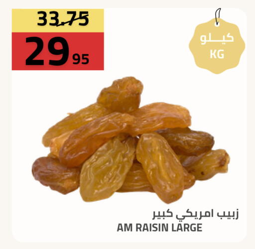 available at أسواق أسترا in مملكة العربية السعودية, السعودية, سعودية - تبوك