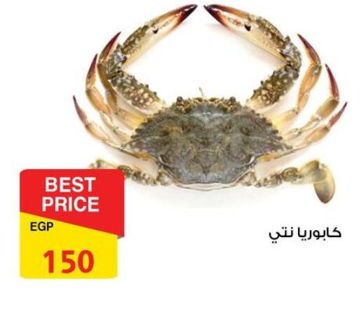 available at فتح الله in Egypt - القاهرة