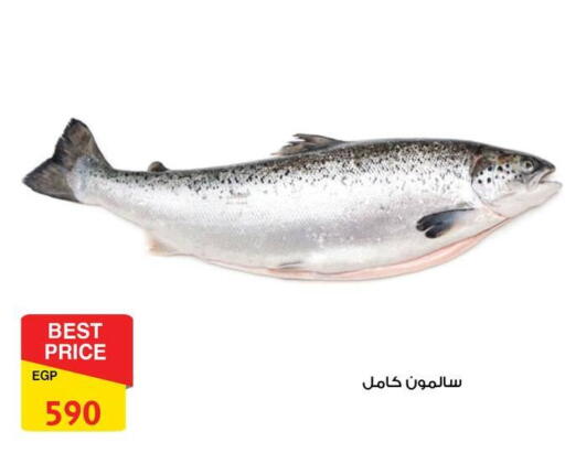 available at فتح الله in Egypt - القاهرة