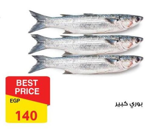available at فتح الله in Egypt - القاهرة