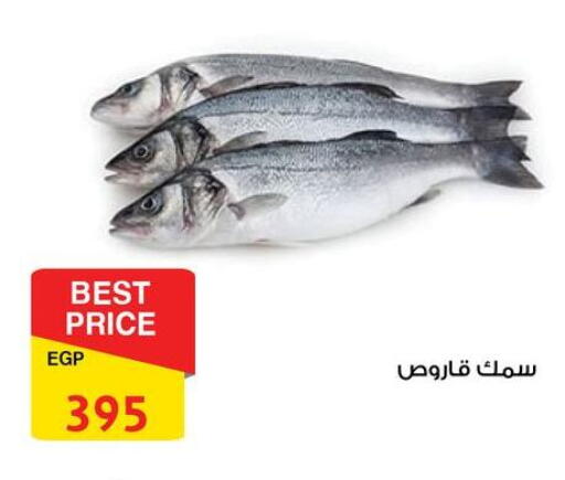available at فتح الله in Egypt - القاهرة