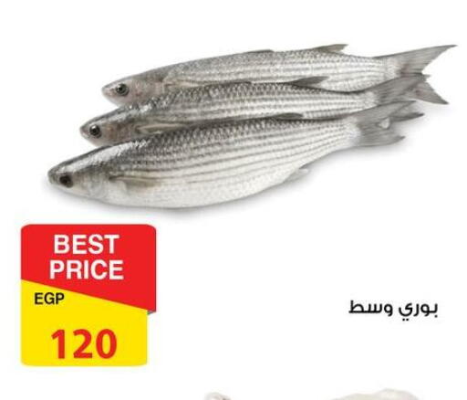 available at فتح الله in Egypt - القاهرة
