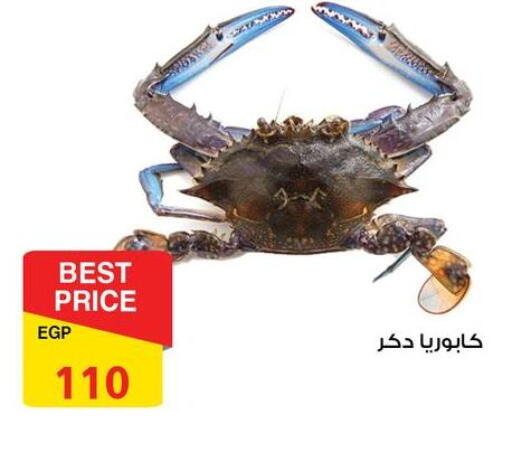 available at فتح الله in Egypt - القاهرة