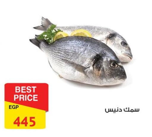 available at فتح الله in Egypt - القاهرة