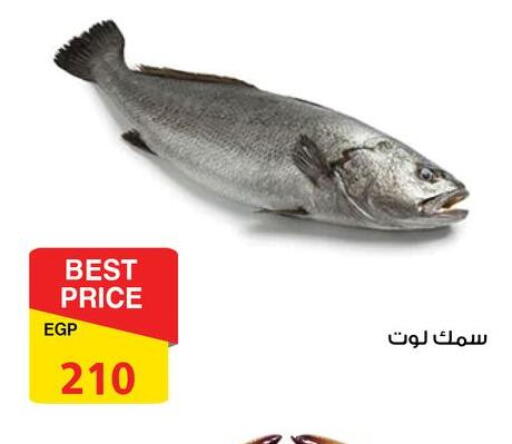available at فتح الله in Egypt - القاهرة