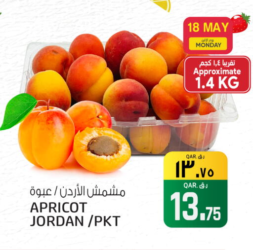 Apricot from Jordan available at السعودية in قطر - الشحانية