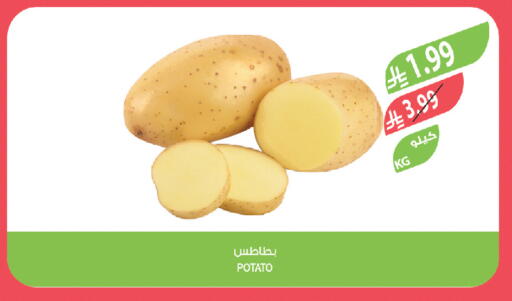 Potato available at المزرعة in مملكة العربية السعودية, السعودية, سعودية - تبوك