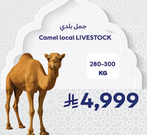 available at كارفور in مملكة العربية السعودية, السعودية, سعودية - جدة