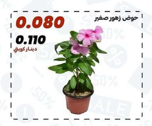 available at جمعية الدعية التعاونية in الكويت - مدينة الكويت