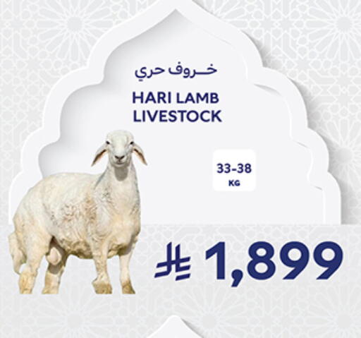 available at كارفور in مملكة العربية السعودية, السعودية, سعودية - جدة