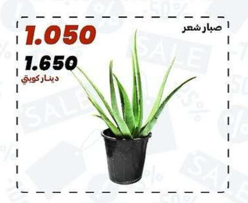 available at جمعية الدعية التعاونية in الكويت - مدينة الكويت