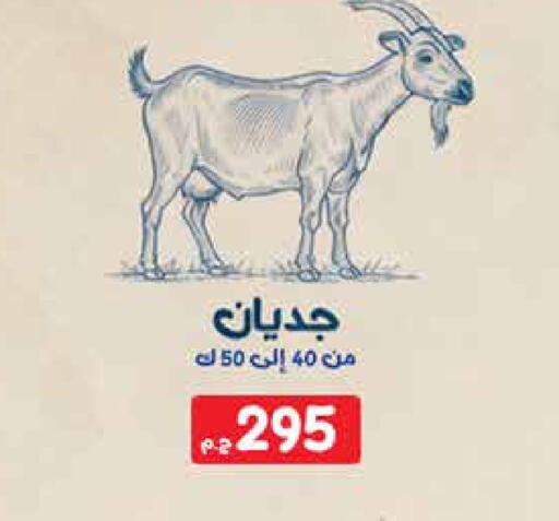available at اكسبشن ماركت in Egypt - القاهرة