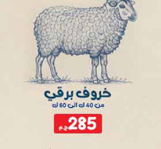 available at اكسبشن ماركت in Egypt - القاهرة