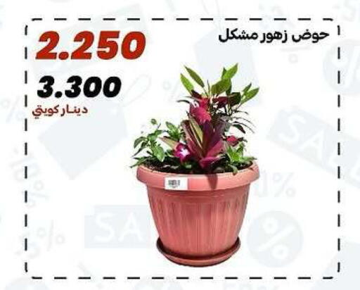 available at جمعية الدعية التعاونية in الكويت - مدينة الكويت