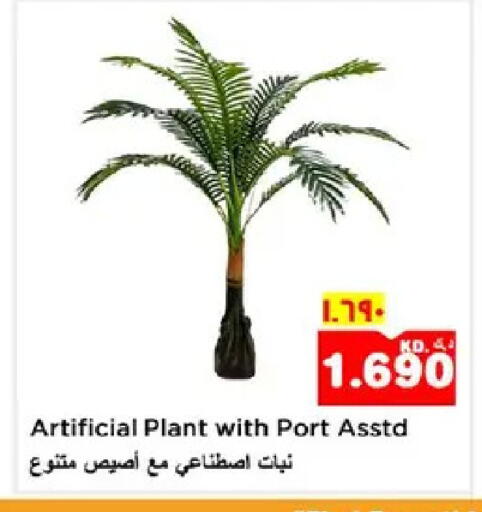 available at نستو هايبر ماركت in الكويت - مدينة الكويت