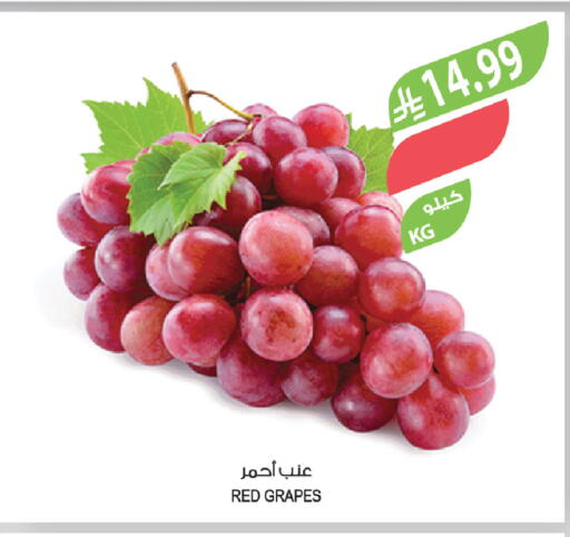 Grapes available at المزرعة in مملكة العربية السعودية, السعودية, سعودية - سيهات