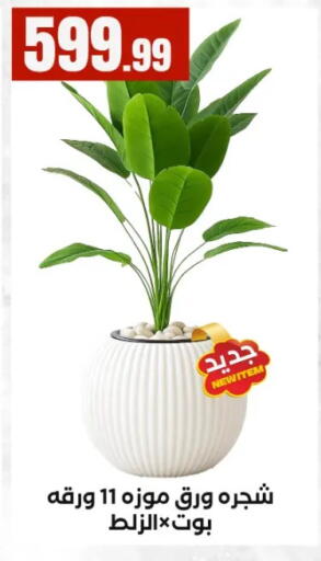 available at MartVille in Egypt - Cairo