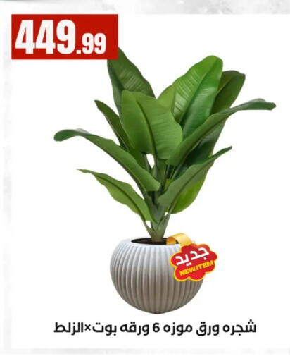 available at MartVille in Egypt - Cairo