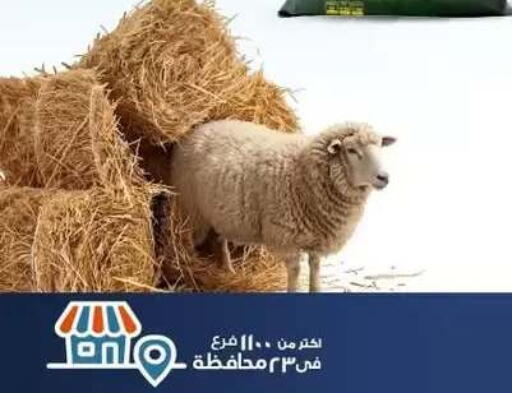 available at Kazyon  in Egypt - Cairo