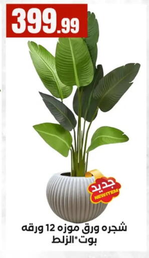 available at MartVille in Egypt - Cairo