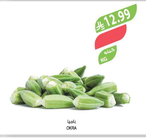 Okra available at المزرعة in مملكة العربية السعودية, السعودية, سعودية - سيهات