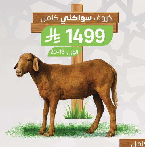 available at المزرعة in مملكة العربية السعودية, السعودية, سعودية - سيهات