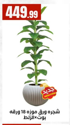 available at MartVille in Egypt - Cairo